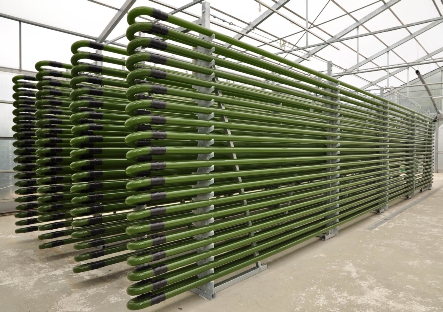 Rows of glass tubes in a microalgae cultivation photobioreactor