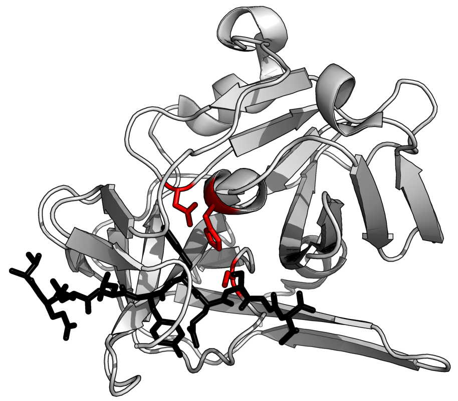 A ribbon model of TEV protease with active-site residues in red
