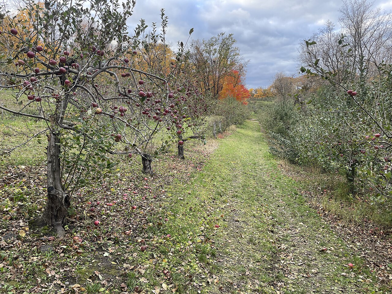 Rows of apple trees with fallen fruit on the grass in a 2023 orchard photograph